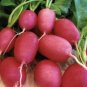 Lady Slipper Radish Seeds Heirloom Cols Tolerant Early Maturing