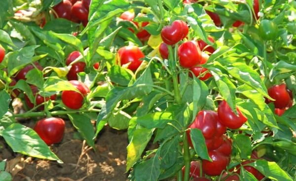 Large Red Cherry Pepper Seeds Hot Heirloom Vegetable Chile