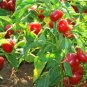 Large Red Cherry Pepper Seeds Hot Heirloom Vegetable Chile