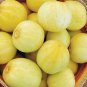 Lemon Cucumber Seeds Heirloom Organic Rare Productive