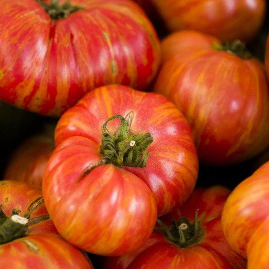 Vintage Wine Tomato Seeds Heirloom Organic Bulk Wholesale Rare