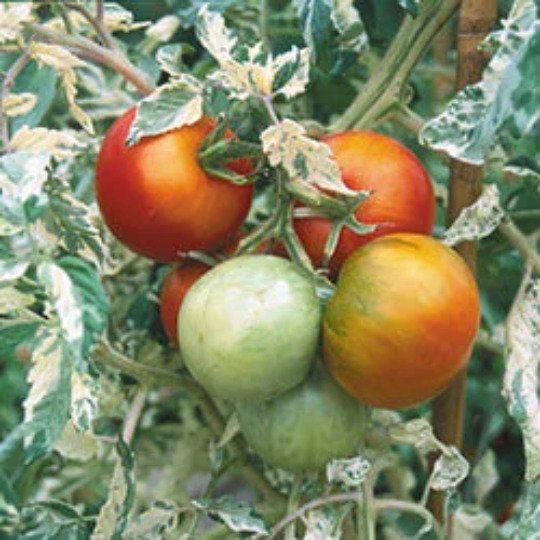 Variegated Tomato Seeds Heirloom Organic Rare Variety