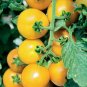 Yellow Perfection Tomato Seeds Heirloom Organic