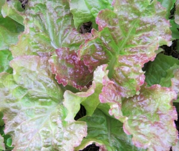 Prizehead Leaf Lettuce Seeds Organic