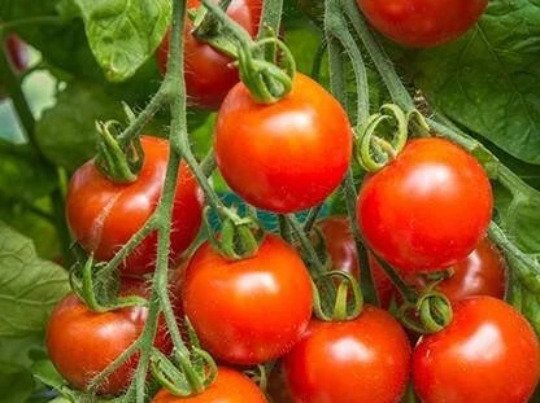 Tommy Toe Tomato Seeds Heirloom Organic Bulk Wholesale
