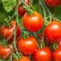 Tommy Toe Tomato Seeds Heirloom Organic Bulk Wholesale