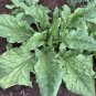 Viroflay Spinach Seeds Heirloom Organic