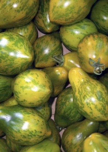 Mint Julep Tomato Seeds Organic Rare Green When Ripe Exotic