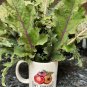 Red Russian Kale Seeds Heirloom Organic Cold Hearty