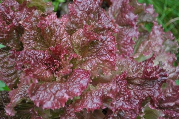 Ruby Red Lettuce Seeds Organic Rare