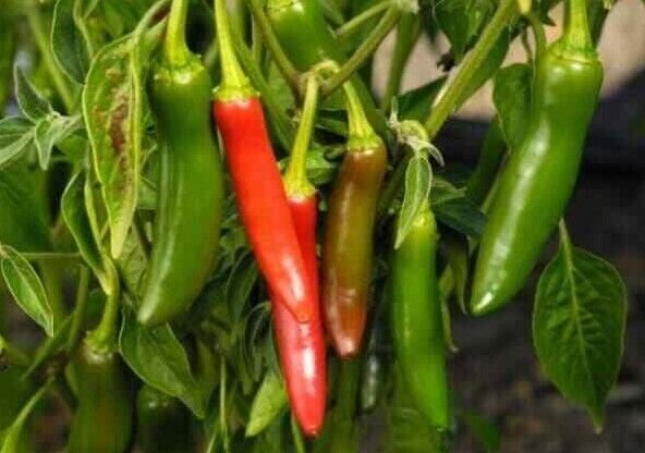 Serrano Pepper Seeds Hot Heirloom Organic Spicy