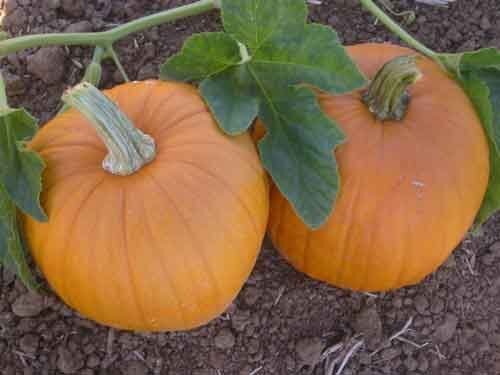 Sugar Pie Pumpkin Seeds Heirloom Organic