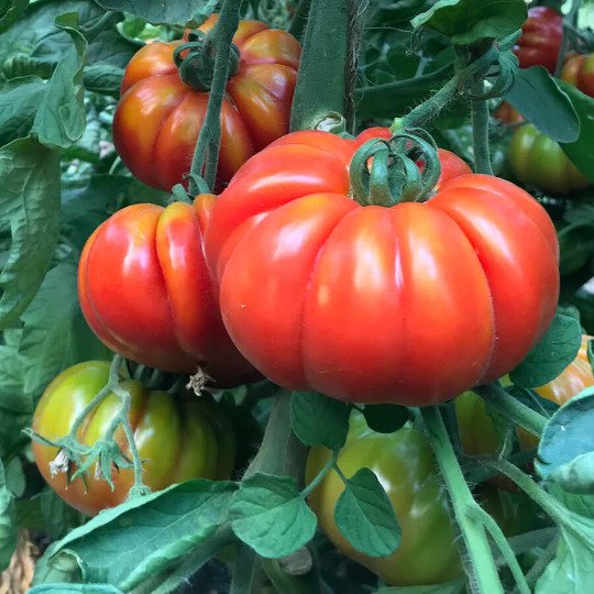 Super Marmande VF Tomato Seeds Heirloom Organic Bulk Wholesale