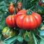 Super Marmande VF Tomato Seeds Heirloom Organic Bulk Wholesale