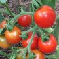 Stupice Tomato Seeds Heirloom Organic