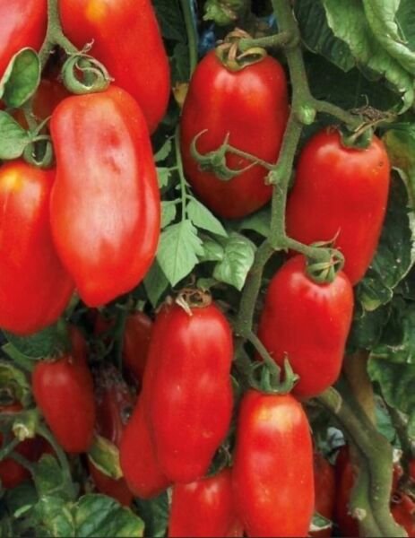 San Marzano Determinate Tomato Seeds Heirloom Paste Canning