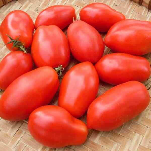 Napoli Tomato Seeds Heirloom Bulk Wholesale Paste Canning