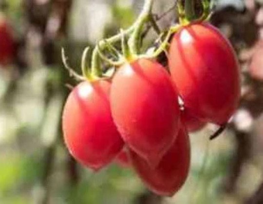 Rio Fuego Processing Tomato Seeds Heirloom Organic Bulk Wholesale