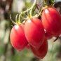 Rio Fuego Processing Tomato Seeds Heirloom Organic Bulk Wholesale