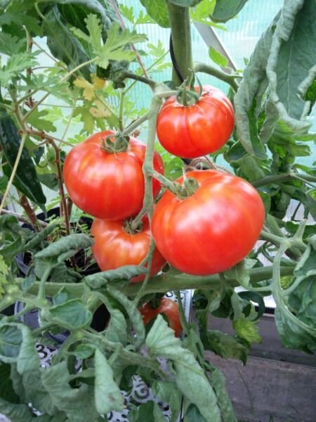 Peron aka Peron Sprayless Tomato Seeds Heirloom Organic