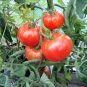 Peron aka Peron Sprayless Tomato Seeds Heirloom Organic