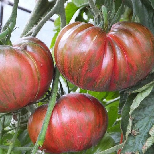 Pink Berkeley Tie-Dye Tomato Seeds Heirloom Organic Bulk Wholesale