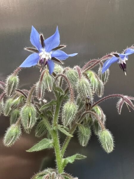 Borage Seeds Heirloom Organic