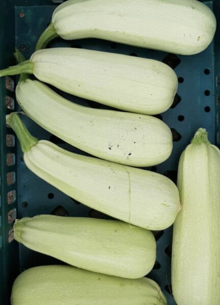 Trieste White Zucchini Seeds Summer Squash Heirloom Organic