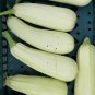 Trieste White Zucchini Seeds Summer Squash Heirloom Organic