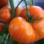Dwarf Confetti Tomato Seeds Organic Tomatoes Rare Varity Vegetable