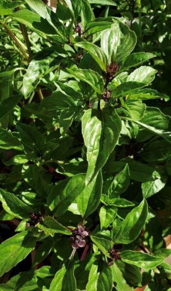 Thai Basil Seeds Heirloom Organic Medicinal Herb