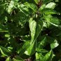 Thai Basil Seeds Heirloom Organic Medicinal Herb