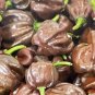 Chocolate Habanero Pepper Seeds Hot Organic