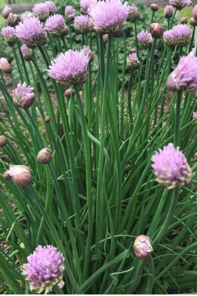 Common Chives Seeds Heirloom Organic Herb Non-Gmo