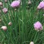Common Chives Seeds Heirloom Organic Herb Non-Gmo