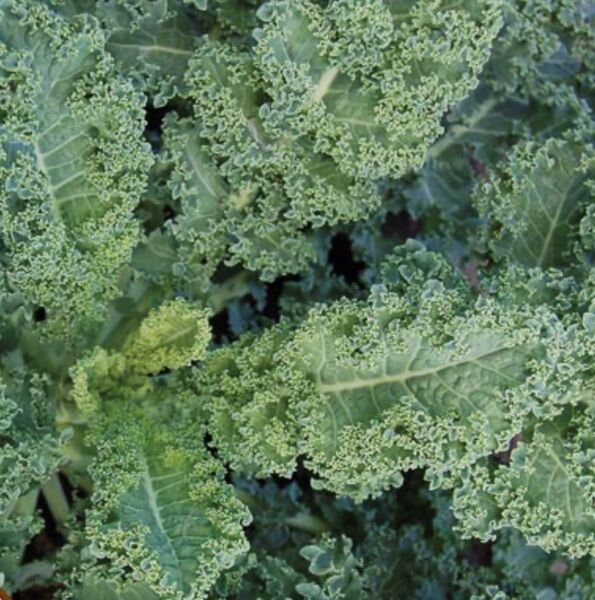 Dwarf Blue Curley Scotch Kale Seeds Heirloom Organic
