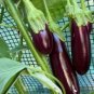 Little Fingers Eggplant Seeds Organic