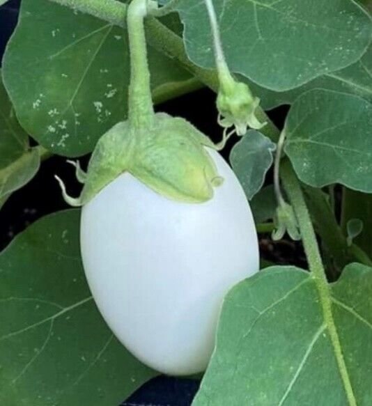 Japanese White Egg Eggplant Seeds Heirloom Organic