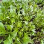 Early Mizuna Seeds Heirloom Organic