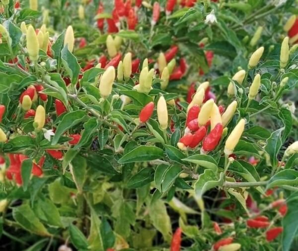 Tabasco Pepper Seeds Hot Heirloom Organic