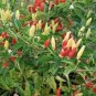 Tabasco Pepper Seeds Hot Heirloom Organic