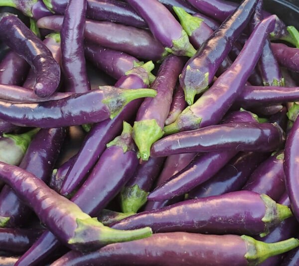 Purple Cayenne Pepper Seeds Hot Organic