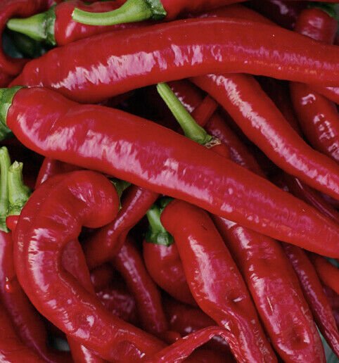 Large Red Thick Cayenne Pepper Seeds Heirloom Organic