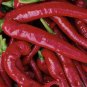 Large Red Thick Cayenne Pepper Seeds Heirloom Organic