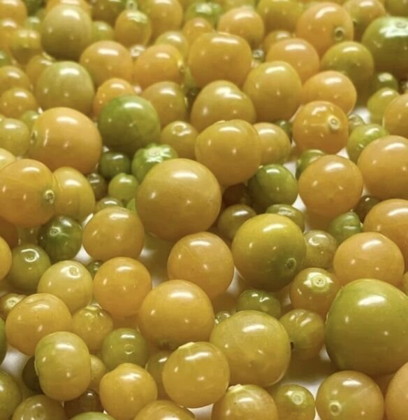 Aunt Molly's Ground Cherry Heirloom Organic