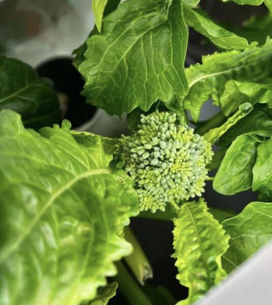 Early Fall Rapini Broccoli Seeds Heirloom Vegetables Wholesale