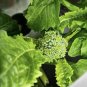 Early Fall Rapini Broccoli Seeds Heirloom Vegetables Wholesale