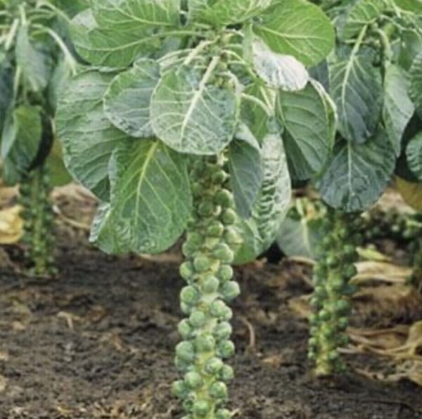 Catskill Brussels Sprout Seeds Heirloom Organic Vegetable