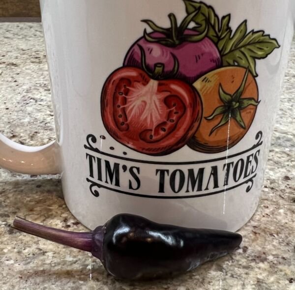 Black Hungarian Pepper Seeds Hot Heirloom Organic