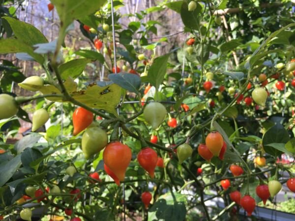 Biquinho Red Pepper Seeds Hot